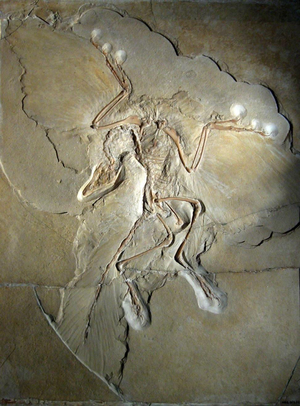 Imagen de "LA ARQUEOLOGÍA SÍ EXCAVA DINOSAURIOS"