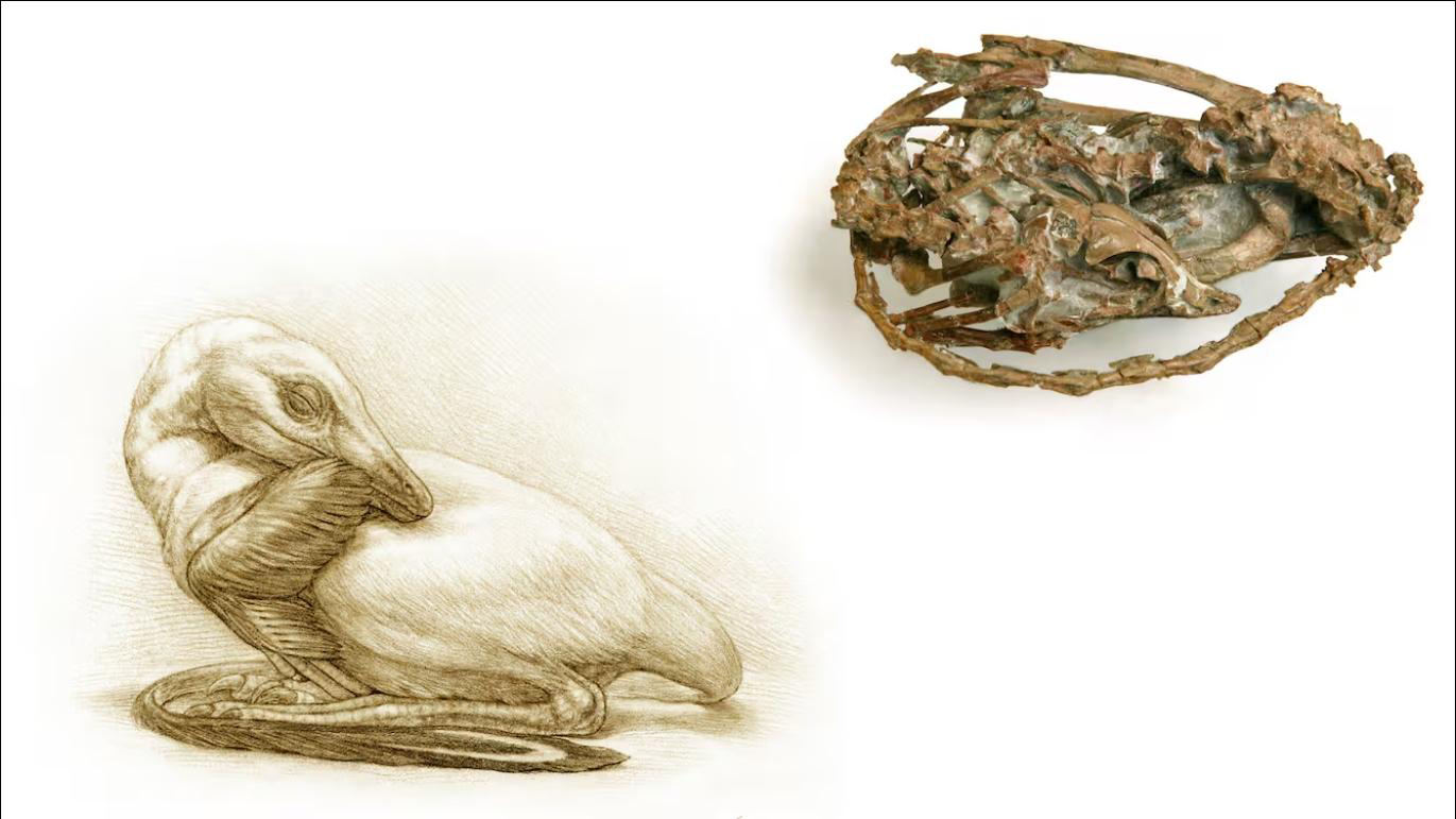 Imagen de "LA ARQUEOLOGÍA SÍ EXCAVA DINOSAURIOS"