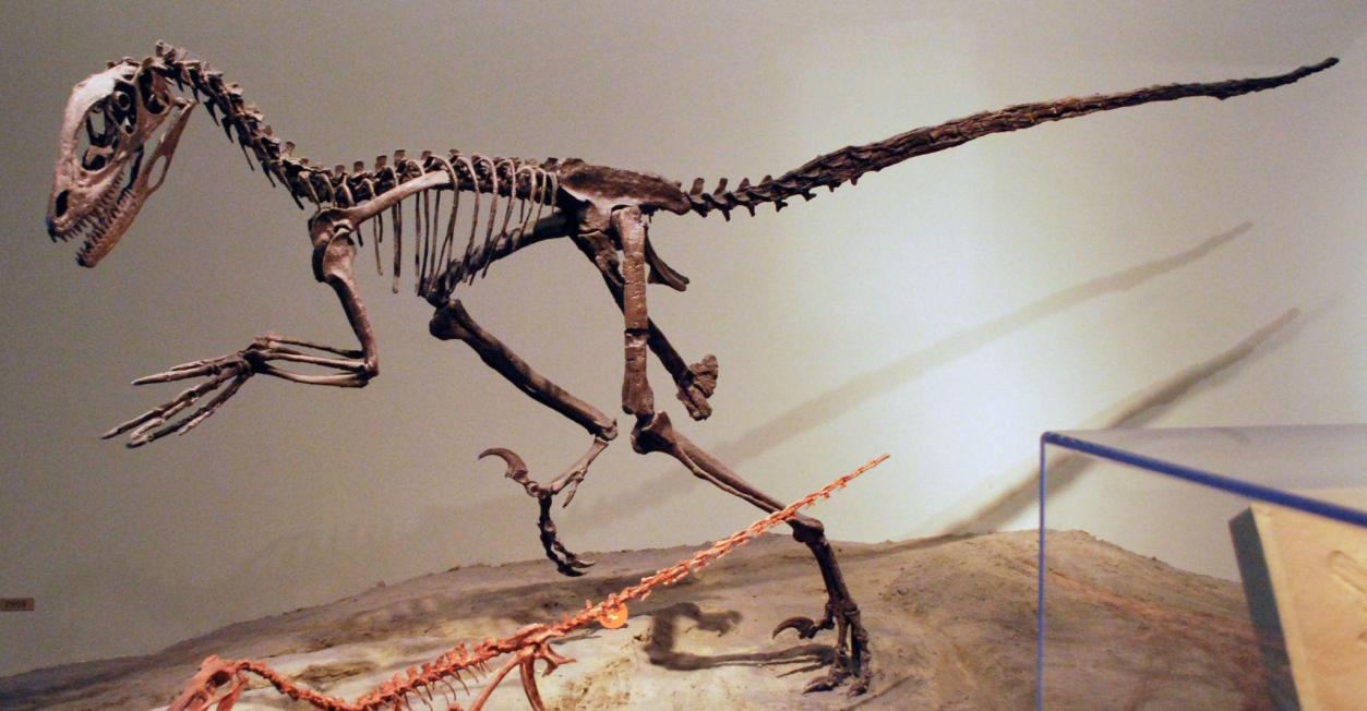 Imagen de "LA ARQUEOLOGÍA SÍ EXCAVA DINOSAURIOS"
