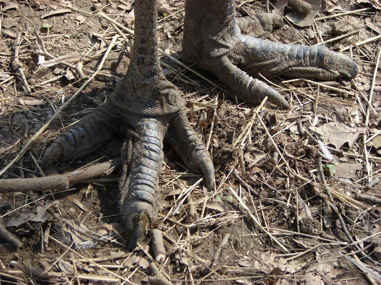 Imagen de "LA ARQUEOLOGÍA SÍ EXCAVA DINOSAURIOS"