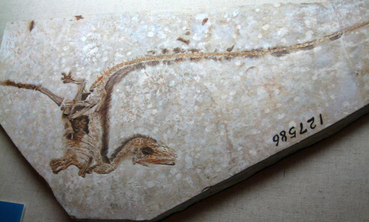Imagen de "LA ARQUEOLOGÍA SÍ EXCAVA DINOSAURIOS"