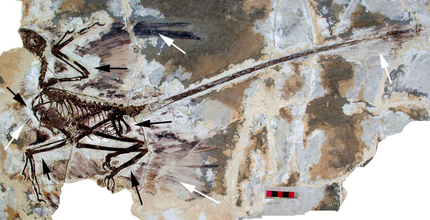 Imagen de "LA ARQUEOLOGÍA SÍ EXCAVA DINOSAURIOS"